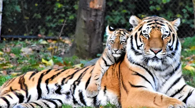 tiger