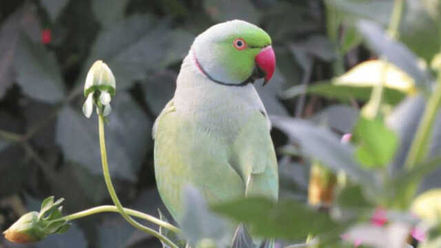 Parrot_1706007698