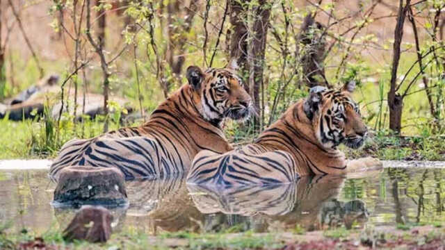 Tiger 1704598729