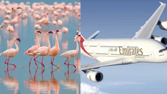 Plane 1716285674
