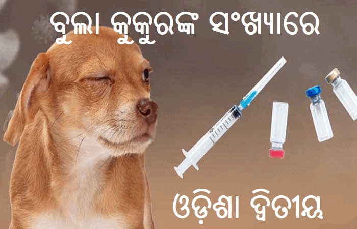 Street Dog Sterilization 1