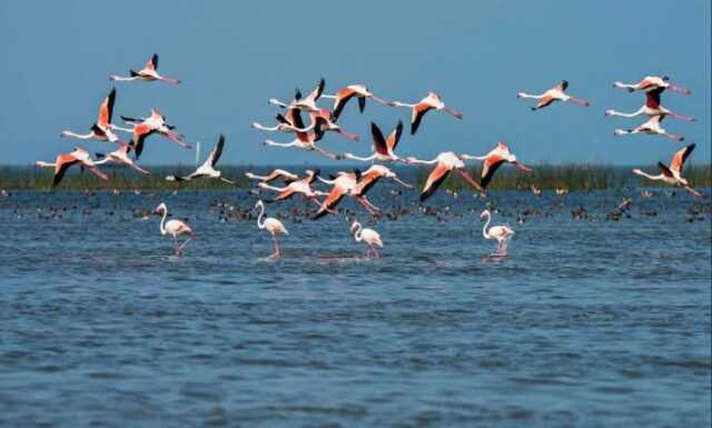 Annual Bird Census Kicks Off In Chilika