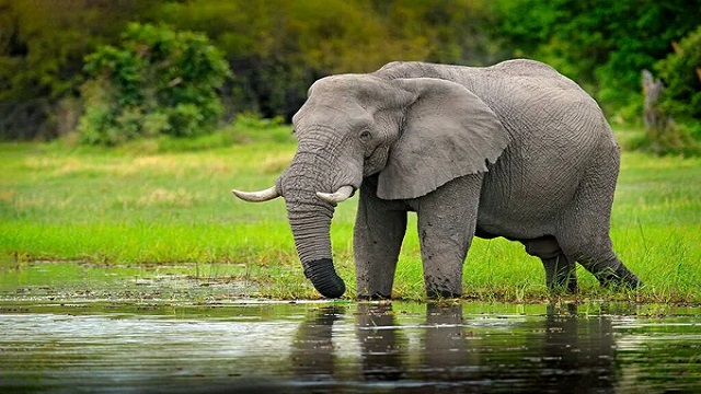 Elephant