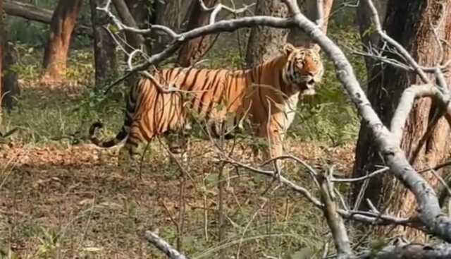 1200 675 23433998 Thumbnail 16x9 Tiger Aspera 750x430