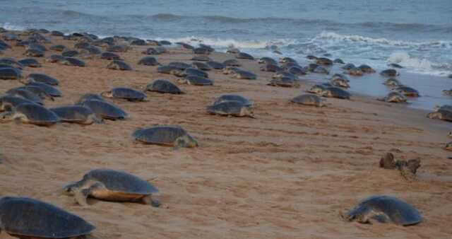 Olive Ridley