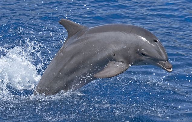 Bottlenose Dolphin Facts 3