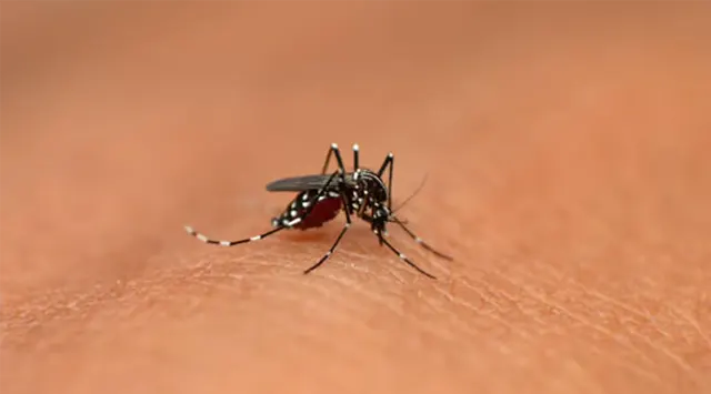 Dengue