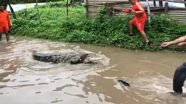 Crocodile