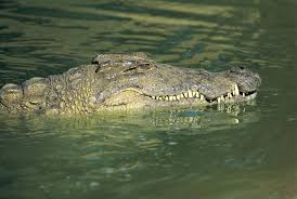 Croco