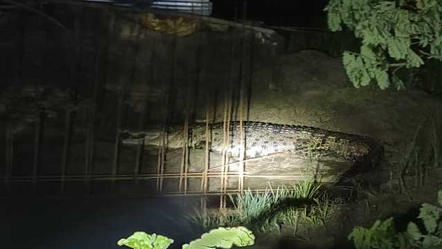 Crocodile