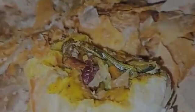 Snake