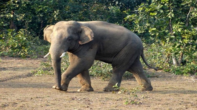Elephant 3