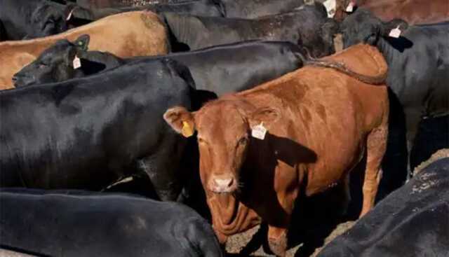 Mad cow disease 750x430