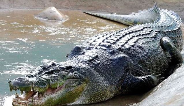 Crocodile