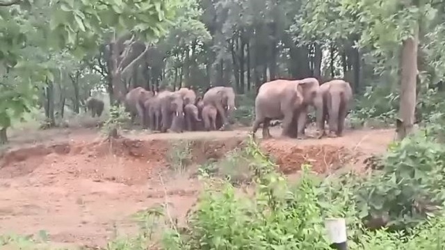 Elephant 1