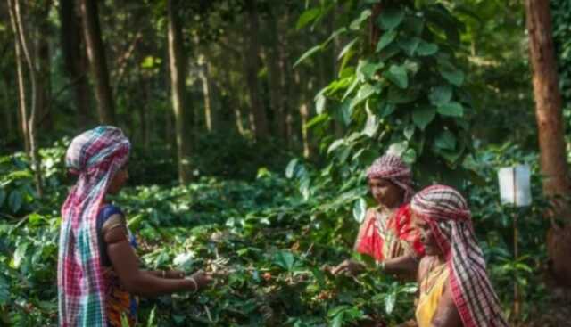 Koraput coffe 750x430