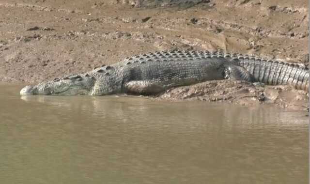 Crocodile
