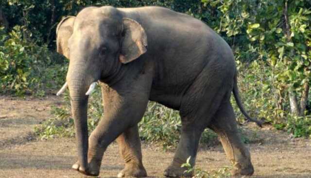 Elephant attack 1 750x430 1