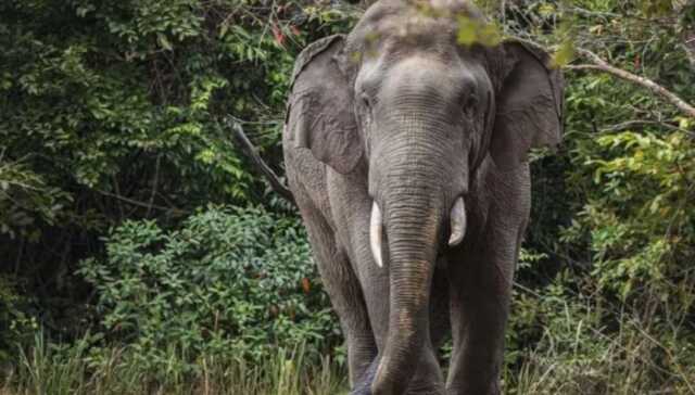 Elephant