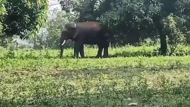 Elephant 2