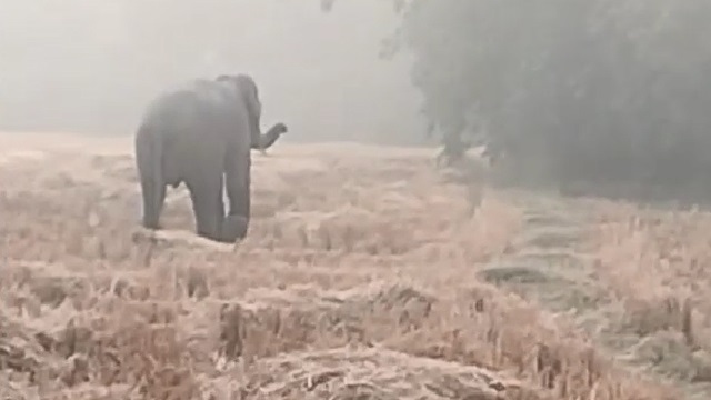 Elephant attack