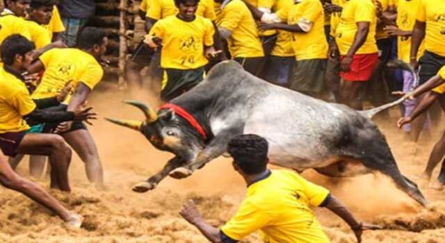 Jallikattu 1 1