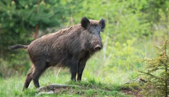 Screenshot 2026 01 27 033805