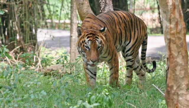 Tiger in similipal national india tour operator 750x430 1 1 1