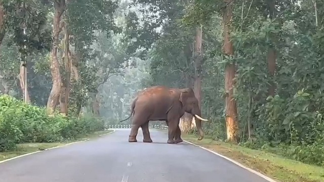 Elephant 1