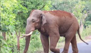 Elephant 1 e1770736401645 300x175