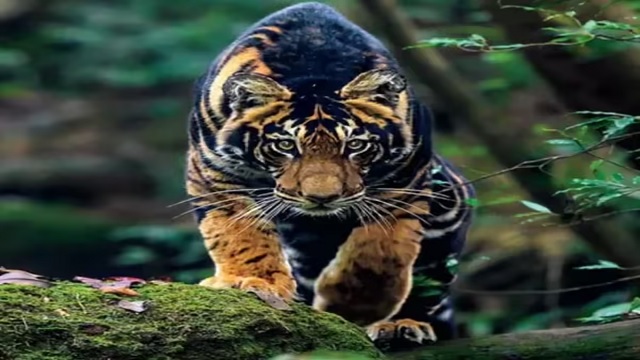 Black tiger