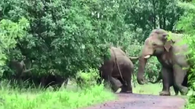 Elephant 4