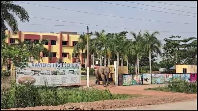 Elephant 3