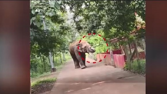Elephant 4