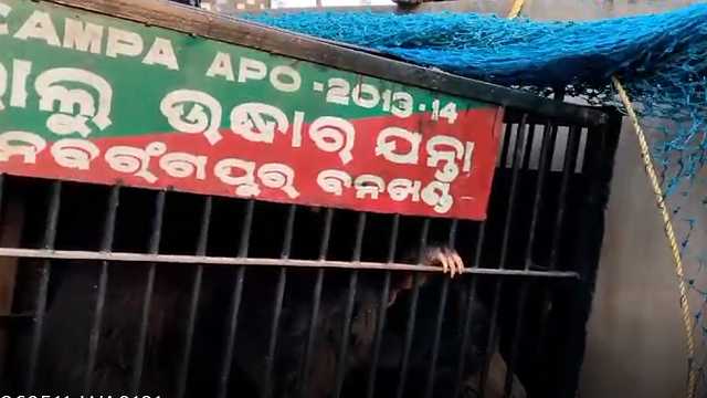 Bhalu