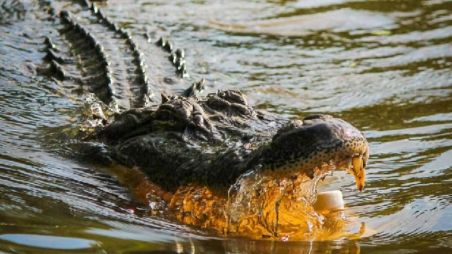 Crocodile