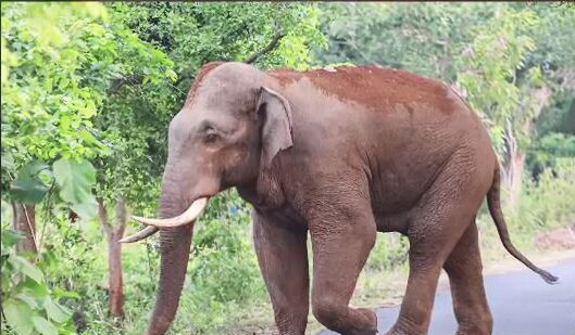 Elephant 1