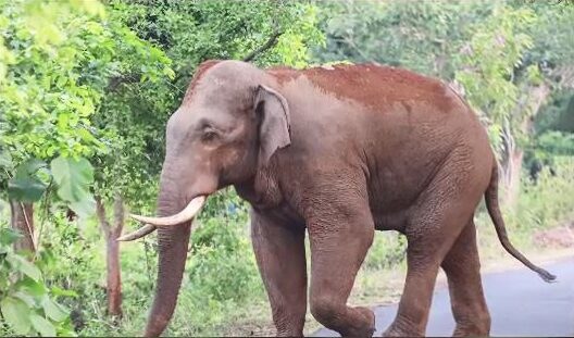 Elephant 1