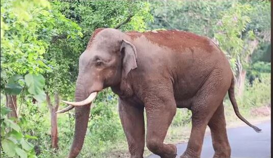 Elephant