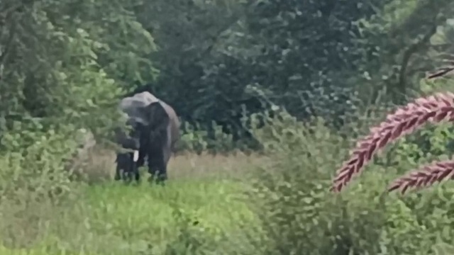 Elephant