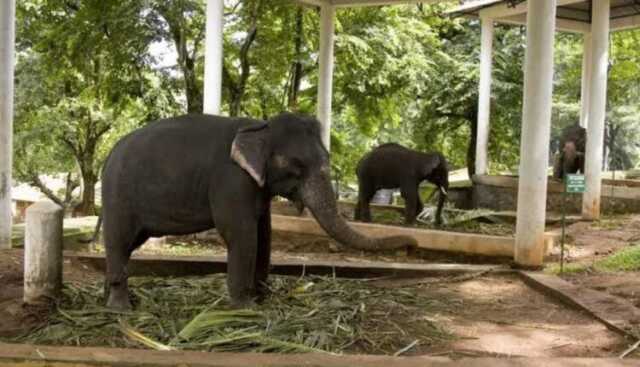Elephant 750x430