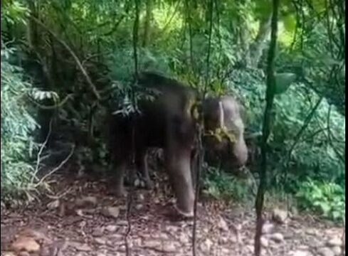 Elephant