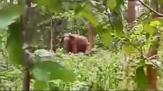 Elephant n