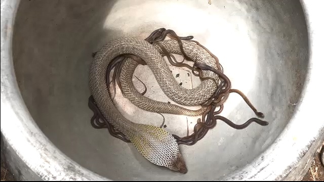 Snake