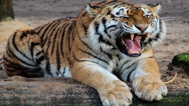 Tiger