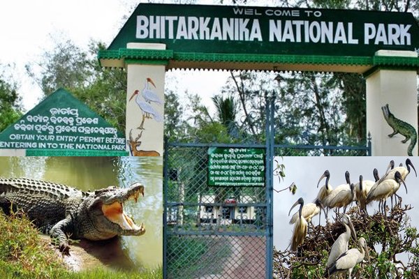 Bhitarkanika park