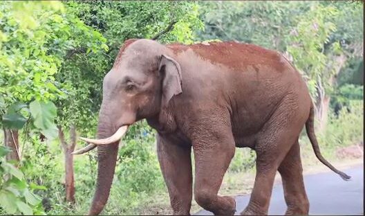 Elephant