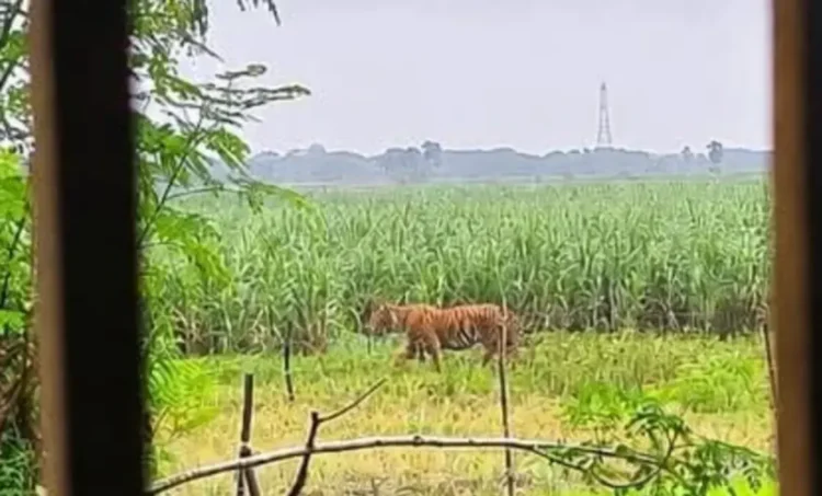Odisha Man Held Over AI Hoax That Sparked Village Tiger Scare 1118x675 1 e1786260764488