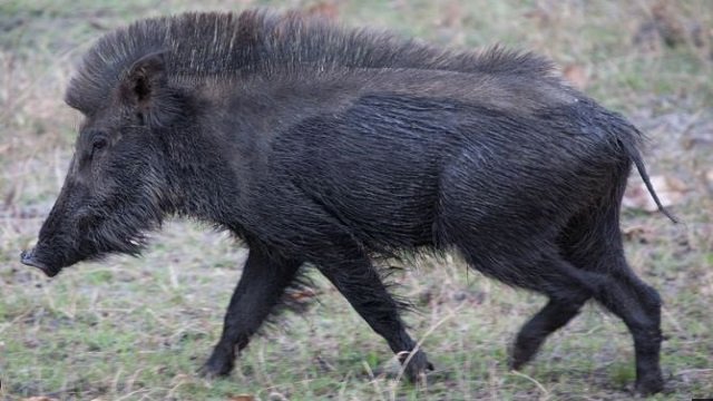 Boar b