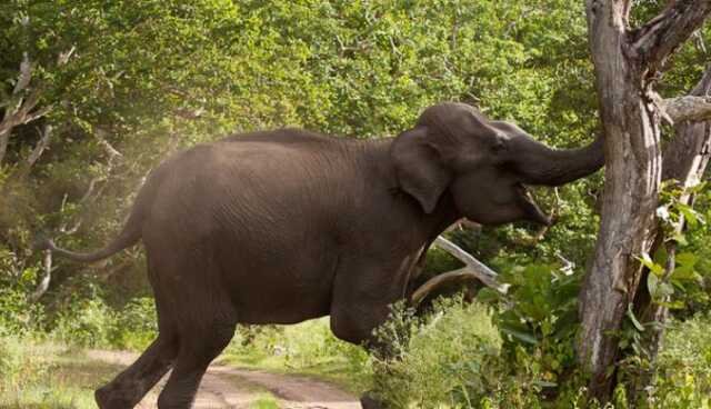Elephant